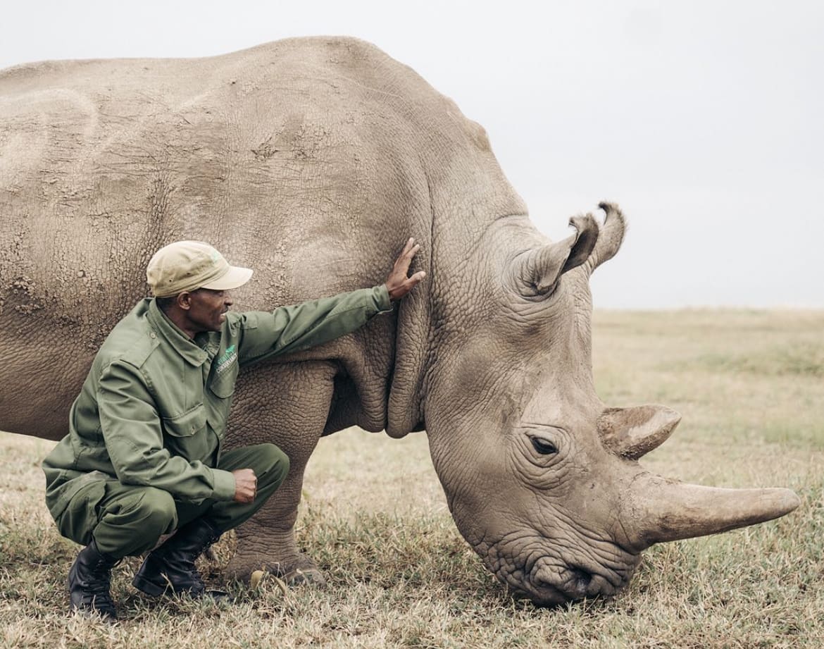 Northern white rhino and ranger
